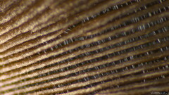 Coprinopsis strossmayeri