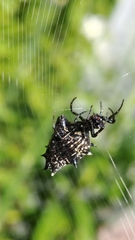 Micrathena gracilis