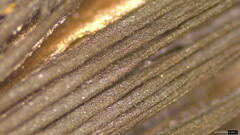 Coprinopsis strossmayeri