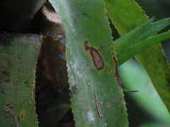 Insecta