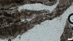 Coprinopsis strossmayeri