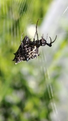 Micrathena gracilis