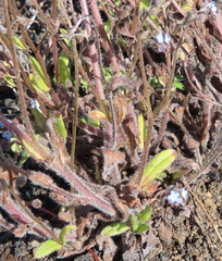 Myosotis arvensis