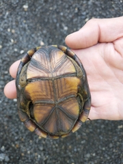 Kinosternon subrubrum