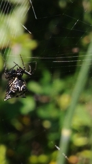 Micrathena gracilis
