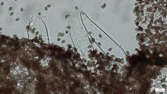 Coprinopsis strossmayeri