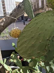 Opuntia
