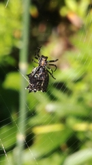 Micrathena gracilis