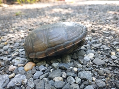 Kinosternon subrubrum