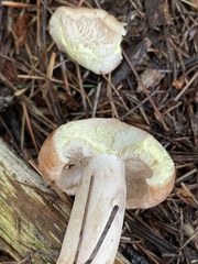 Lactarius vinaceorufescens