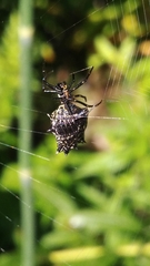 Micrathena gracilis