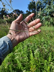 Oenothera gaura