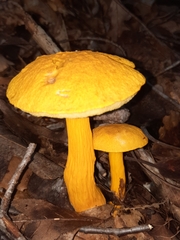 Aureoboletus auriflammeus