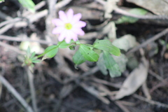 Sabatia calycina