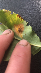 Gymnosporangium sabinae