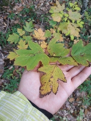 Torminalis glaberrima