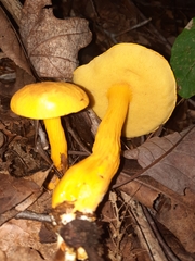Aureoboletus auriflammeus