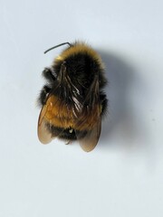 Bombus terricola