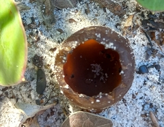 Peziza ammophila