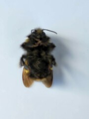 Bombus terricola