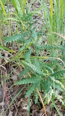Comptonia peregrina