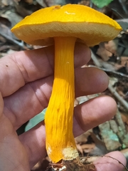Aureoboletus auriflammeus