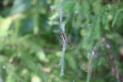 Argiope aurantia