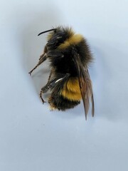 Bombus terricola