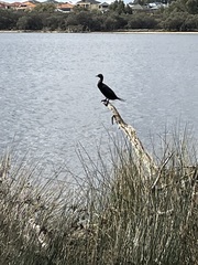 Phalacrocorax sulcirostris