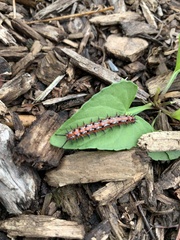 Euptoieta claudia