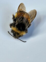 Bombus terricola