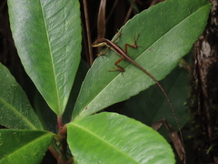 Anolis pulchellus