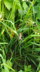 Argiope bruennichi