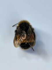 Bombus terricola