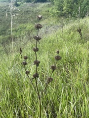 Phlomoides tuberosa