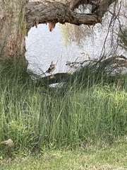 Anhinga novaehollandiae