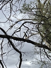 Microcarbo melanoleucos