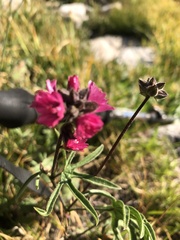 Sidalcea