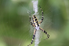 Argiope aurantia