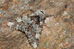 Biston strataria