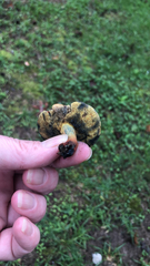 Boletus subvelutipes