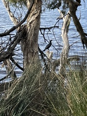 Phalacrocorax sulcirostris