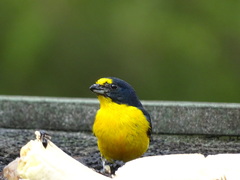 Euphonia hirundinacea