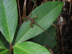 Anolis pulchellus