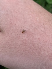 Drosophilidae