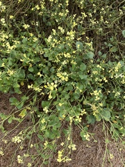 Raphanus raphanistrum