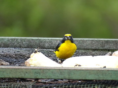 Euphonia hirundinacea