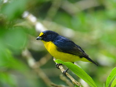 Euphonia hirundinacea