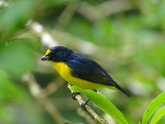 Euphonia hirundinacea