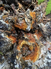 Hypomyces